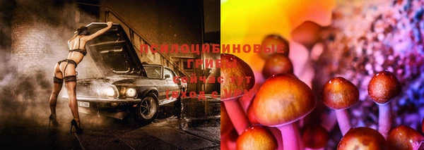 прущие грибы Абдулино
